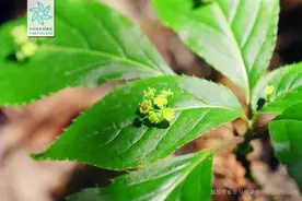 不走寻常路的“叶上珠”与“叶下珠”丨花花万物图片
