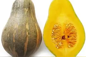 香芋味的南瓜，如何栽培？图片