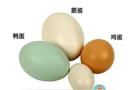 鸡蛋、鹅蛋、鸭蛋，哪个更有营养？营养师告诉你答案图片