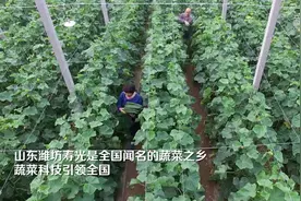 千城胜景丨山东潍坊寿光：蔬菜之旅视频封面