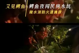 海南陵水一条暴躁鳄鱼夜闯民房水坑，消防员火速擒获。视频封面