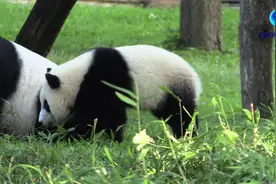 全球连线 | 华盛顿大熊猫宝宝“小奇迹”一周岁啦！视频封面