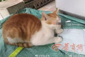 西安一小区流浪猫眼旁被刺粗钉，大爷拔钉上药守了一晚救下图片