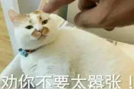 上海一男子把宠物猫带上公交车 司机好心劝阻竟被扇巴掌图片