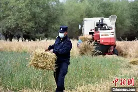 农忙时节 西藏移民警察帮助村民收获小麦图片