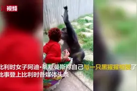 比利时女子声称爱上黑猩猩 动物园禁止见面视频封面