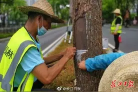 武汉为500棵树木植皮，百岁老树换新颜图片