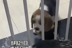 万物皆有灵！小奶狗轮流把肉条叼给狗妈妈吃图片