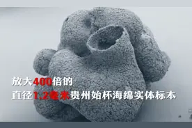 贵州发现6亿岁“海绵宝宝”！系目前全球唯一孤品图片