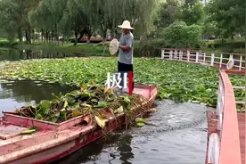 新爱莲说，凋零的花茎叶一天清理两趟图片
