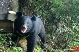 熊出没！南山国家公园首次拍到黑熊觅食蜂蜜视频图片