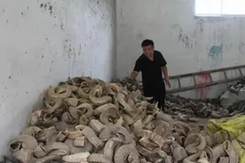 用“角”赚钱 郓城龙凤角梳俏四方图片