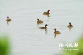 闽江河口湿地来了“长鸡嘴的鸭子”图片