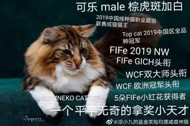 深圳名贵纯种猫后代误被绝育！猫舍与医院和解，监管部门介入图片