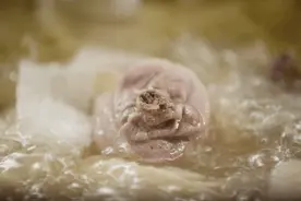 连深圳人都不信，椰子鸡是他们发明的图片