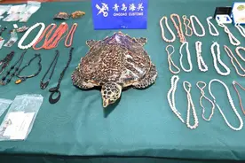 红珊瑚、玳瑁、鲸鱼骨……404件水生野生动物制品被青岛海关查获图片