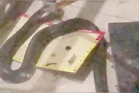 广州番禺一小区眼镜蛇频出没，街道多部门联合排查整治图片