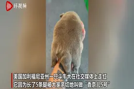 美国一斗牛犬长出第5条腿 曾被误会是尾巴图片