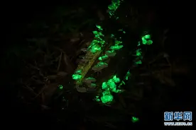 发光蘑菇上线！就在西双版纳热带植物园图片