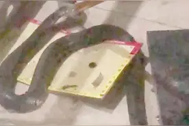 广州一小区出现十余条眼镜蛇！有的爬到楼门外，有的被业主踩到……专家提醒→图片