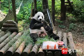 好消息！南京红山动物园室外区域27日恢复开放 考拉馆、两栖爬行馆、球幕影院暂时闭馆图片