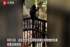 新加坡猴子趁学生睡着闯入大学宿舍偷食物和包裹图片