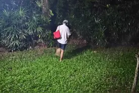 深圳一景点野猫越来越多，有人投喂13年，有人认为爱心泛滥图片