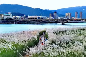 趣说广元 | 嘉陵江边打卡的是“芭茅荡”而不是“芦苇荡”图片