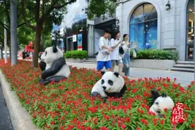 鼓楼这两条路太美了！圈粉无数图片