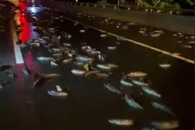 货车在高速上追尾，司机：我没事，先救掉出来的鱼视频封面