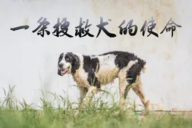 一条搜救犬的使命图片