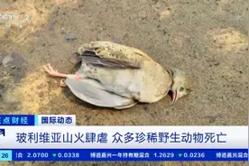 60万公顷森林被烧毁！玻利维亚山火肆虐，众多珍稀野生动物死亡→图片