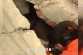 一条搜救犬的使命视频封面