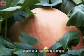 趣看乡村从一颗南瓜说起，看看山东人对瓜果蔬菜的别样理解图片