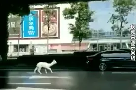 成都二环路上羊驼撒欢跑 主人：它在追逐“爱情”图片