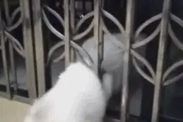 每日一笑，液体猫模仿失败图片
