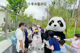 凤凰：七只大熊猫一起过生日图片