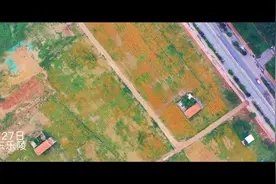 乐陵：“拆迁废墟”变身绿地花海图片