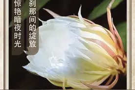 农历中国 | 七月廿三 · 昙花一现图片