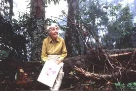 荐书 | 森林之花：玛格丽特 · 米的植物学笔记图片