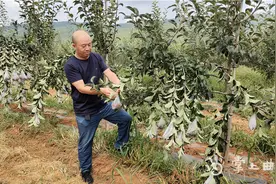 喝的是山泉水，吃的是有机肥……这样种出来的苹果它不香吗？图片