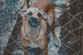一课译词：咬牙切齿图片