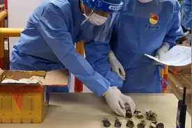 56株活体多肉植物以“糖果”身份入境，被上海海关截获图片