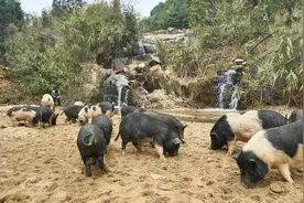 肇庆怀集石山生态土猪，有小时候的那种猪肉味儿图片