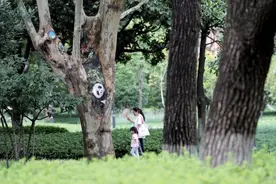 51个树洞引来“小动物”入住，闸北公园到底咋想的？图片