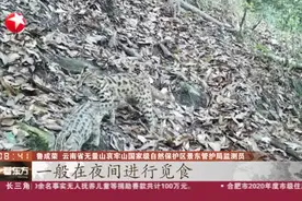 云南景东：红外线相机首次拍到豹猫白天觅食视频封面