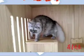 克隆猫平安来壹点“相亲”啦！快来情报站给你家喵主子报名吧图片