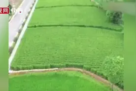 袁隆平爷爷的禾下乘凉梦成真了，2米“巨型稻”试种成功视频封面