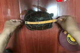 垂钓者钓上一只龟，句容渔政人员花钱买下，回去一查是世界濒危物种图片