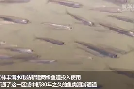 吉林丰满水电站鱼道启用 打通鱼类洄游通道视频封面